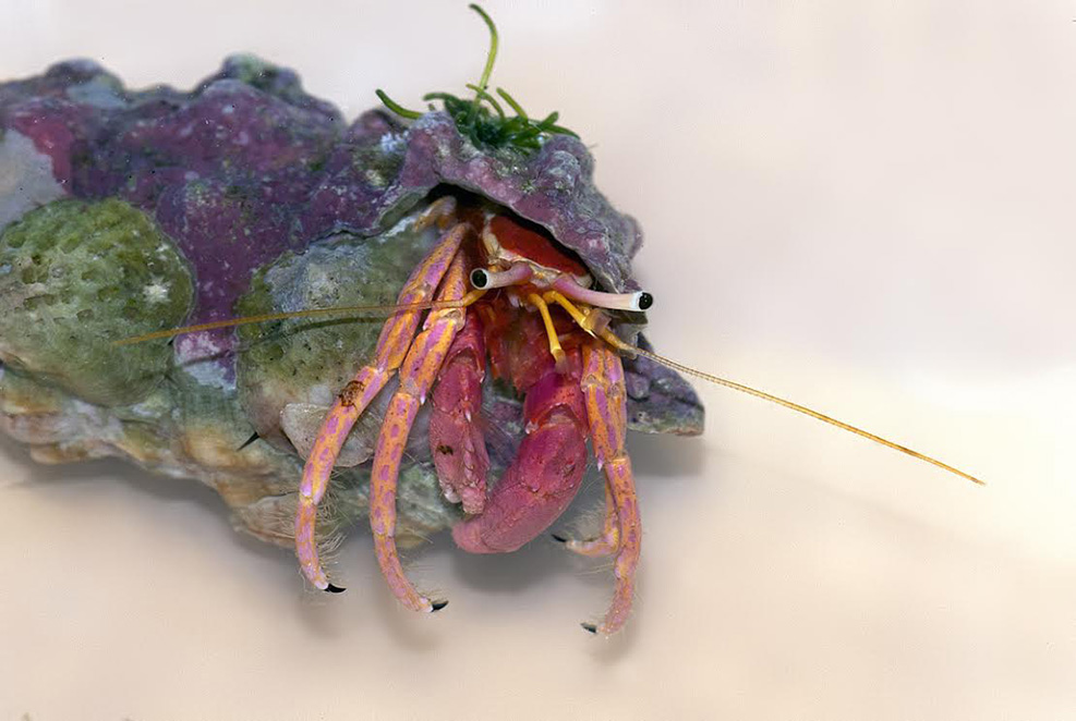 Hawaii hermit crabs not in my book